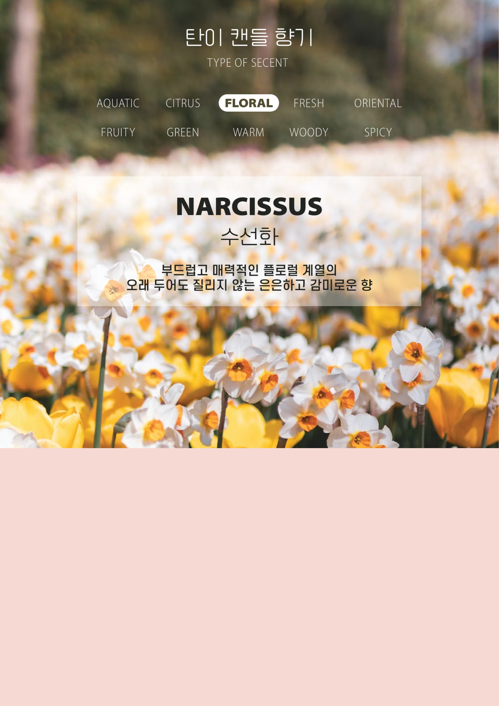 [무료 선물 포장] 곰돌이 방향제 상세 이미지